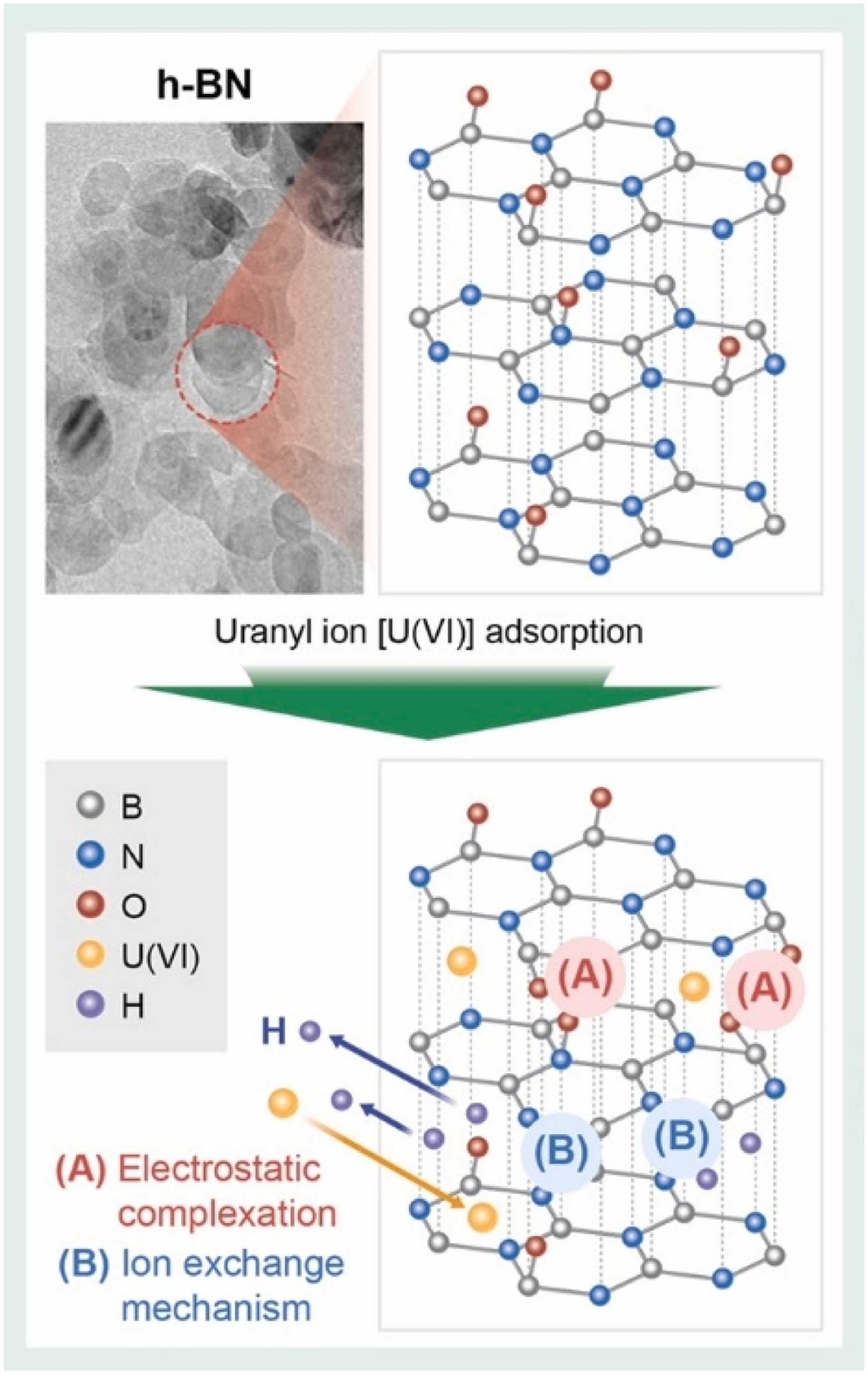 1_The adsorption mechanism of uranium (VI) by hexa